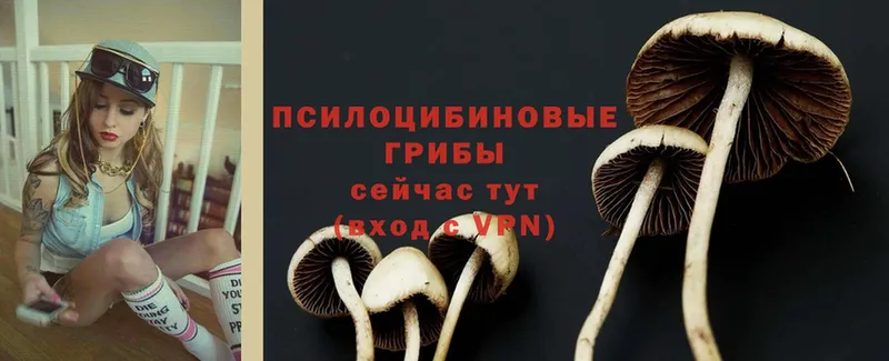 наркошоп  Пудож  Галлюциногенные грибы Cubensis 